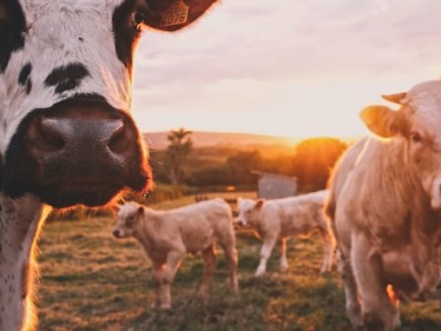 深圳冷冻肉清关报关流程