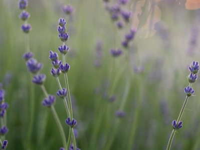 你知道进口植物油报关清关流程吗