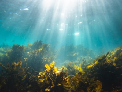 海苔报关清关手续流程