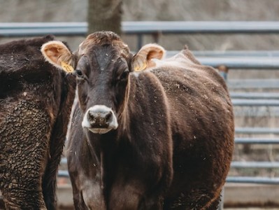 巴西牛肉进口清关报关哪些流程