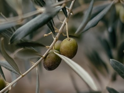 橄榄油进口清关报关流程梳理