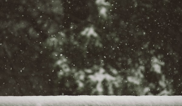 雪燕图片