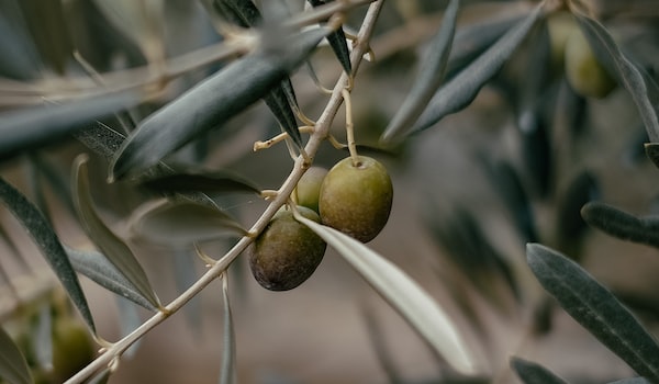 橄榄油